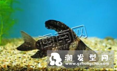 cute press美人鱼口红色号有哪些 试色怎么样