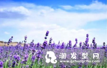 芦丹氏浅灰薰衣草是什么味道 适合的人群及季节