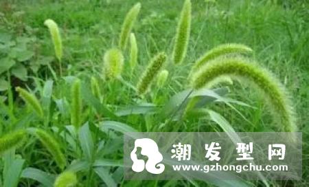 芦丹氏冷水是什么味道 适合什么人