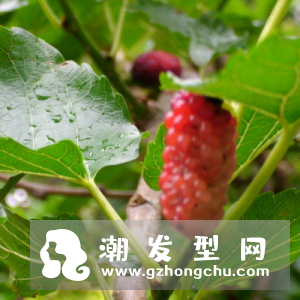 桑叶可以洗头吗 好处及使用方法